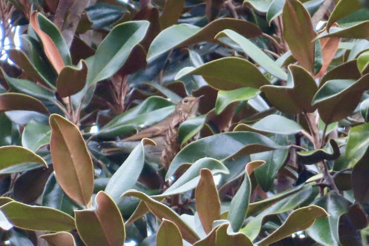 Swainson's Thrush - ML624425938