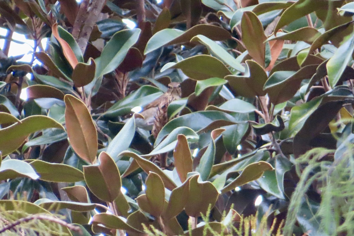 Swainson's Thrush - ML624425939