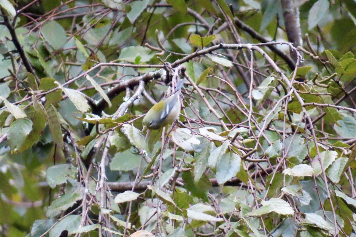 Northern Parula - ML624425942