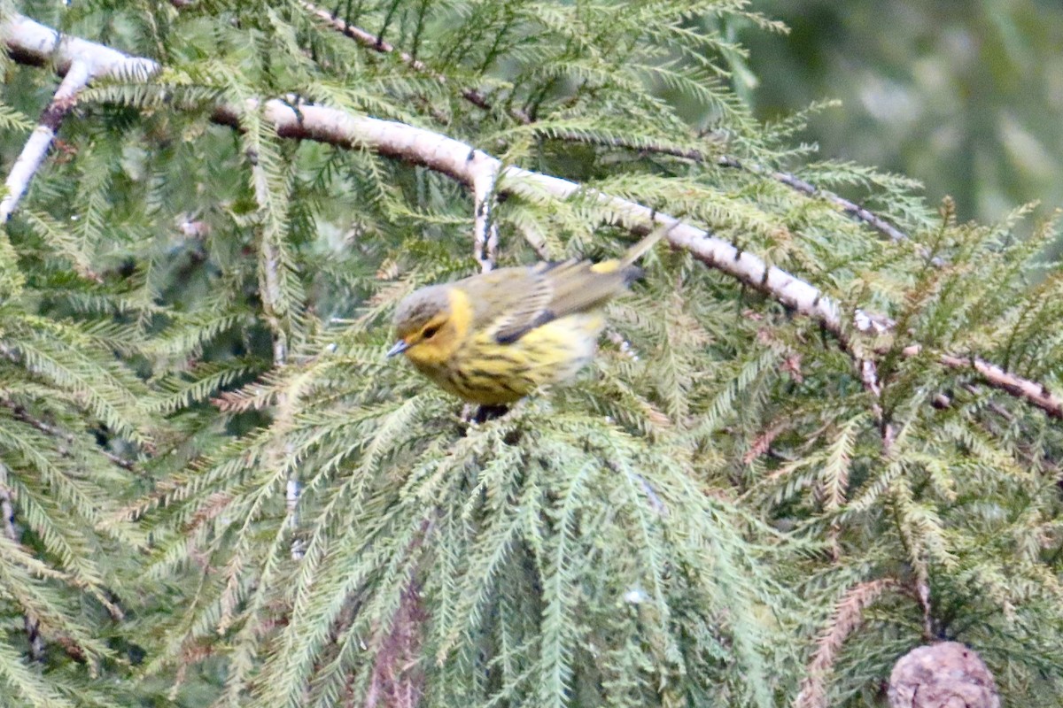 Cape May Warbler - ML624425948