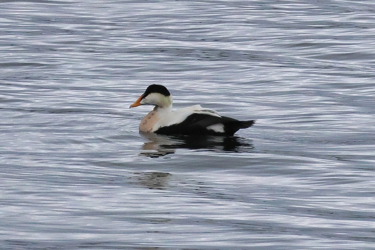 Common Eider - ML624425988