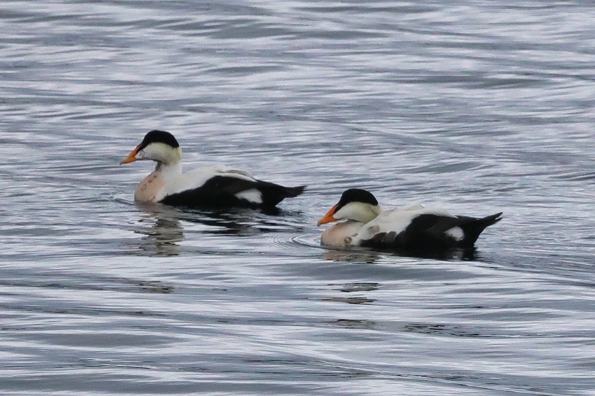 Common Eider - ML624425989