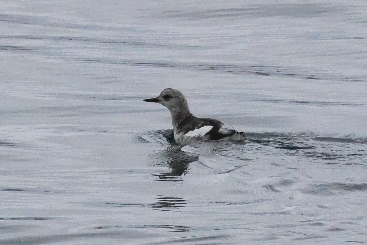 Pigeon Guillemot - Paul Prappas