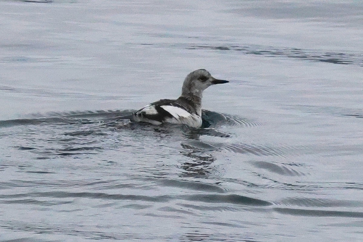 Pigeon Guillemot - ML624425995