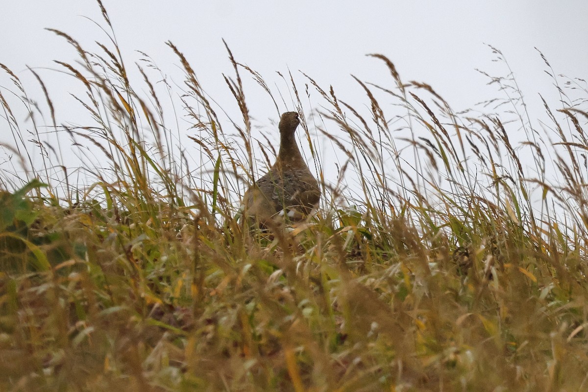 Rock Ptarmigan - ML624426004