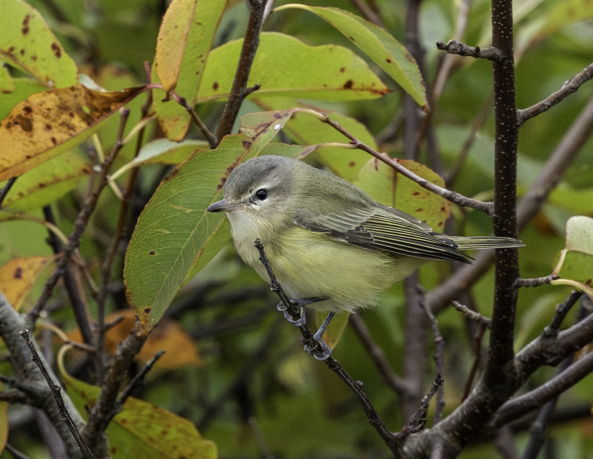 Philadelphia Vireo - Peter Galvin