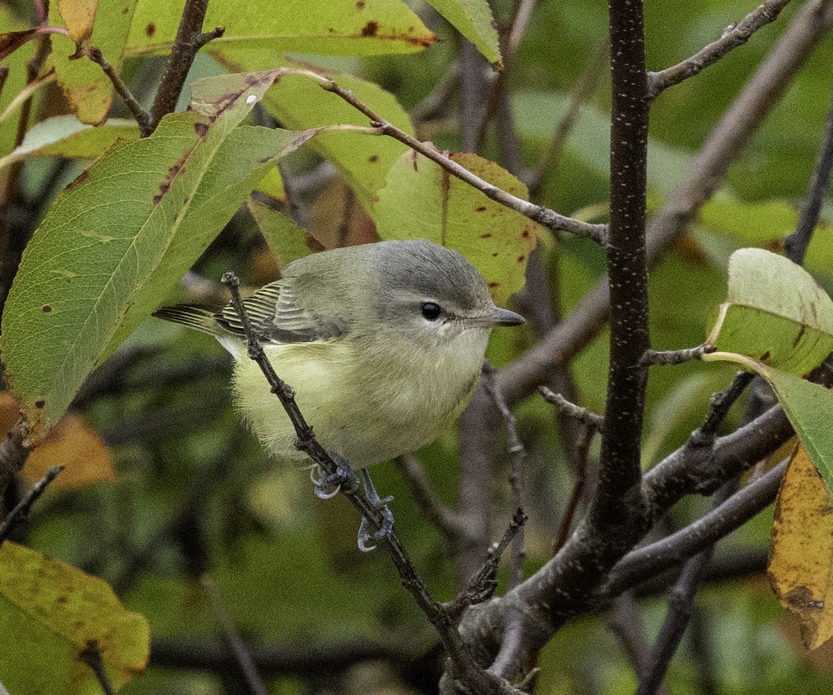 Philadelphia Vireo - Peter Galvin