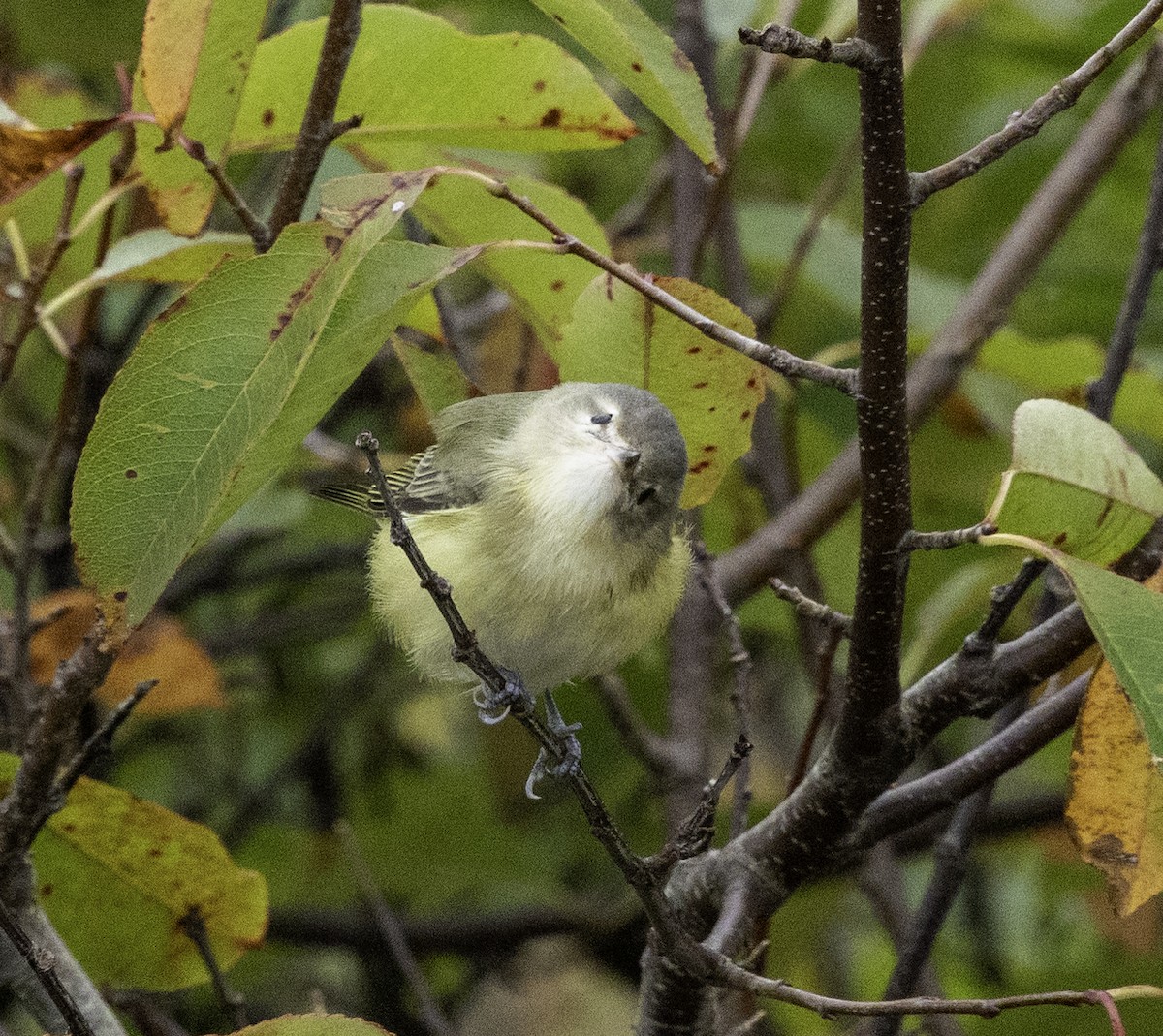 Philadelphia Vireo - ML624426051