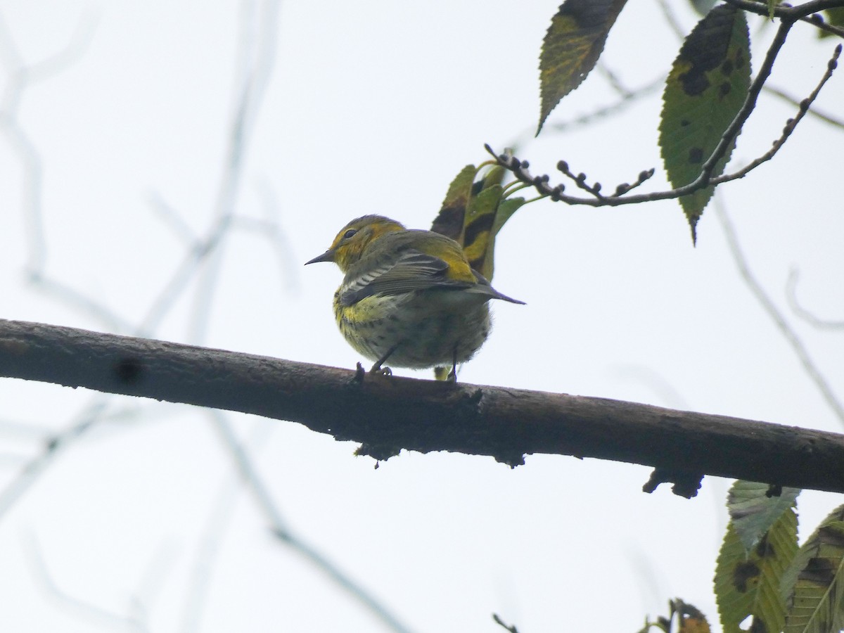 Cape May Warbler - ML624426102