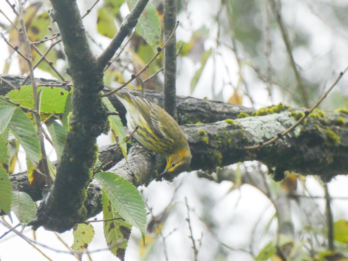 Cape May Warbler - ML624426103