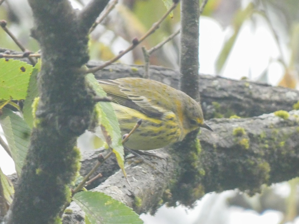 Cape May Warbler - ML624426104