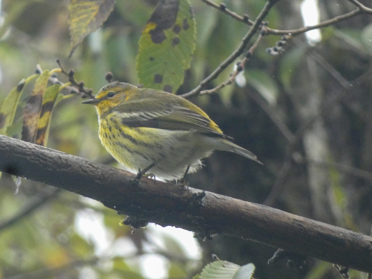 Cape May Warbler - ML624426105