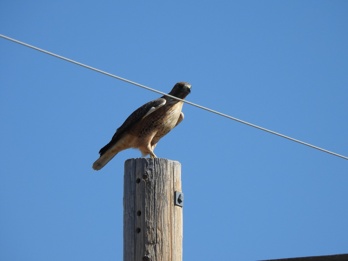 Red-tailed Hawk - ML624426147