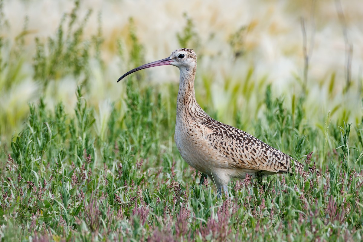 Long-billed Curlew - ML624426287