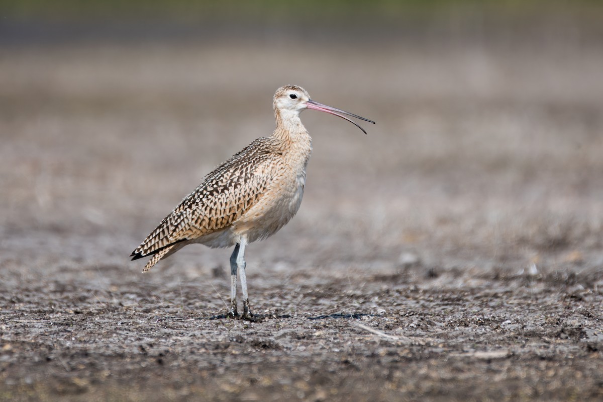 Long-billed Curlew - ML624426292
