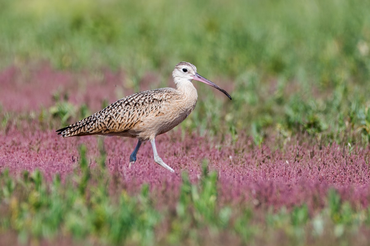 Long-billed Curlew - ML624426294