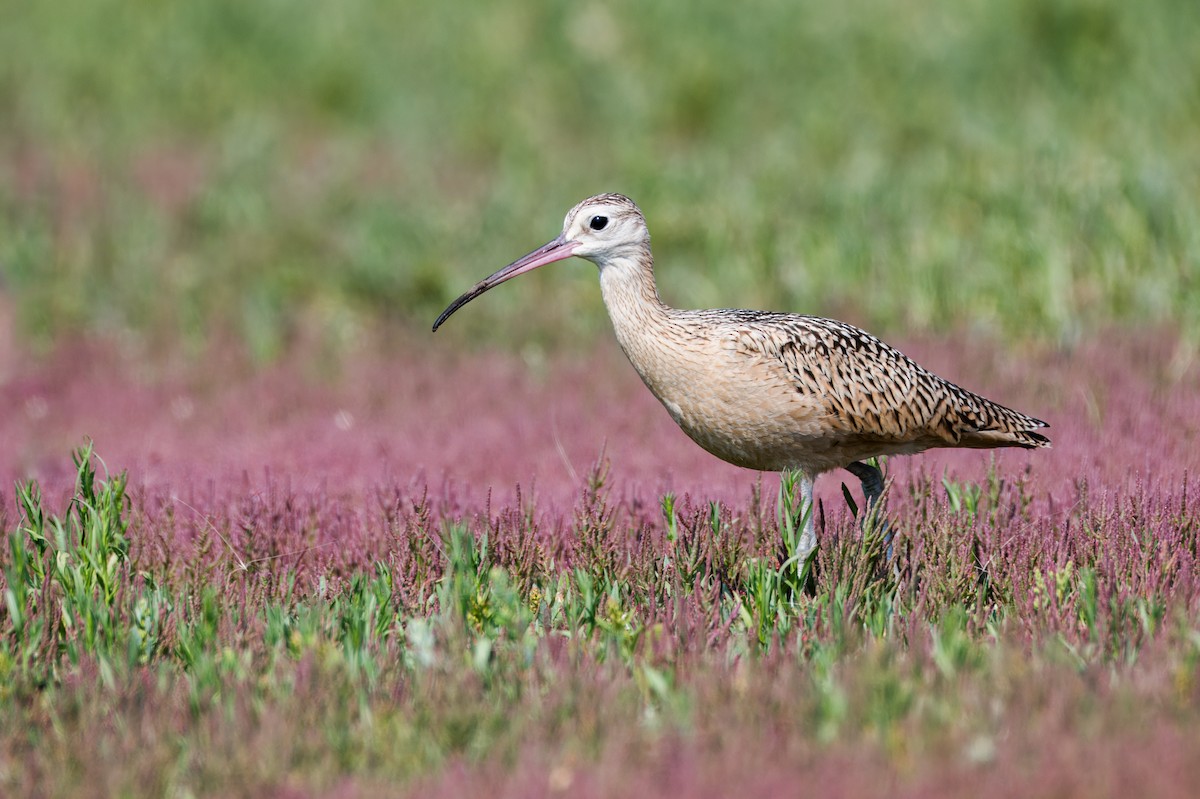 Long-billed Curlew - ML624426295