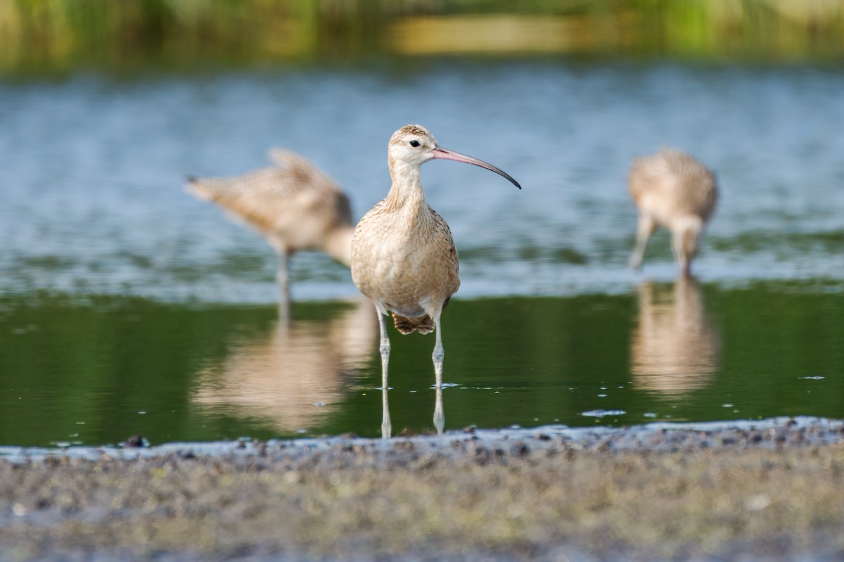 Long-billed Curlew - ML624426297
