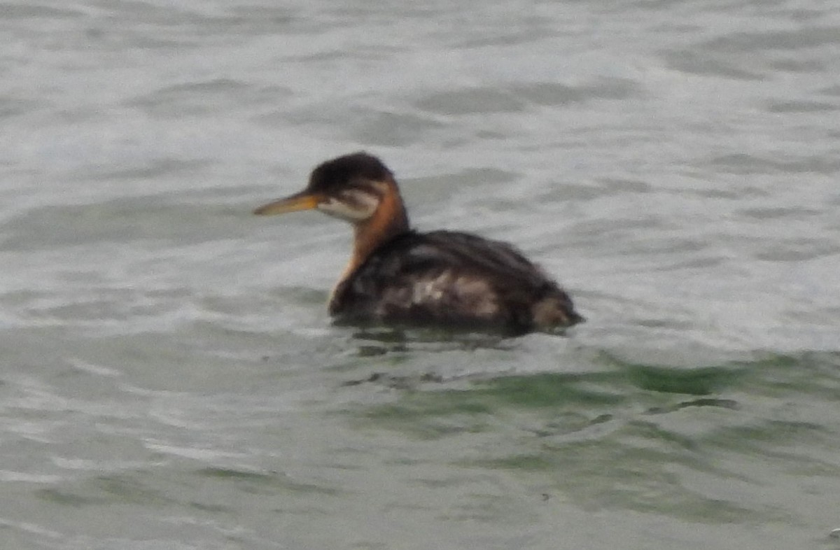 Red-necked Grebe - ML624426323