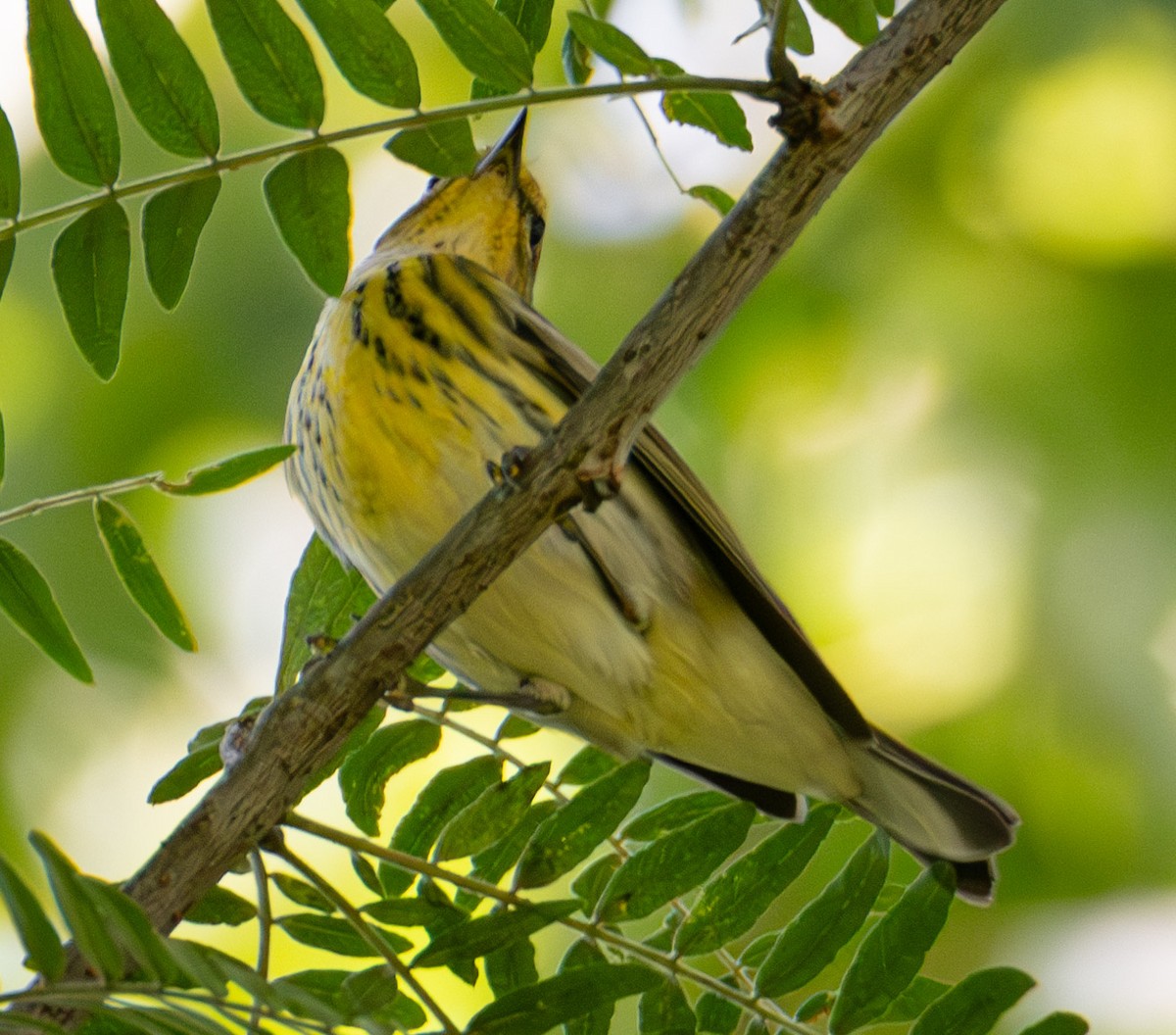 Cape May Warbler - ML624426378