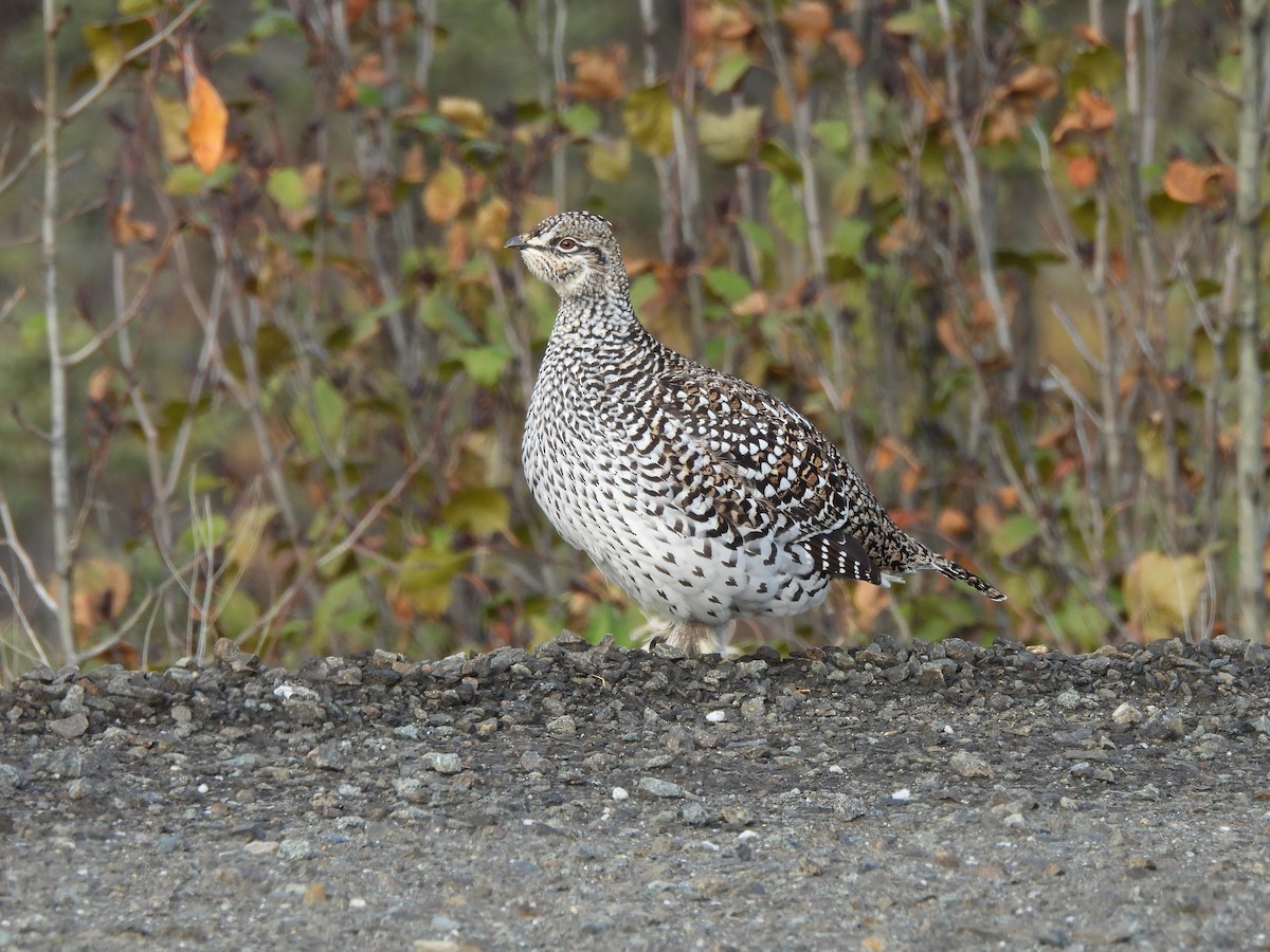 ホソオライチョウ - ML624426379