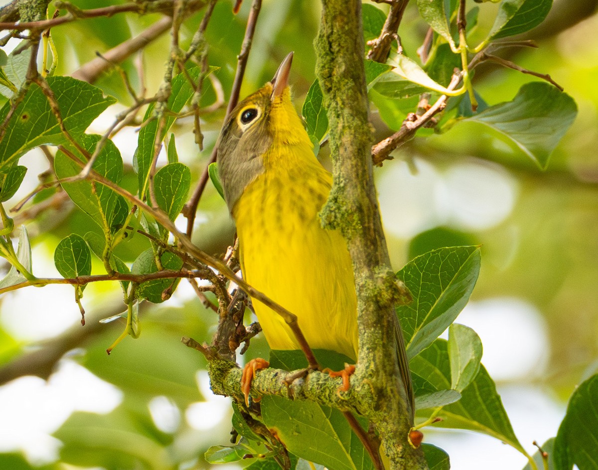 Canada Warbler - ML624426380