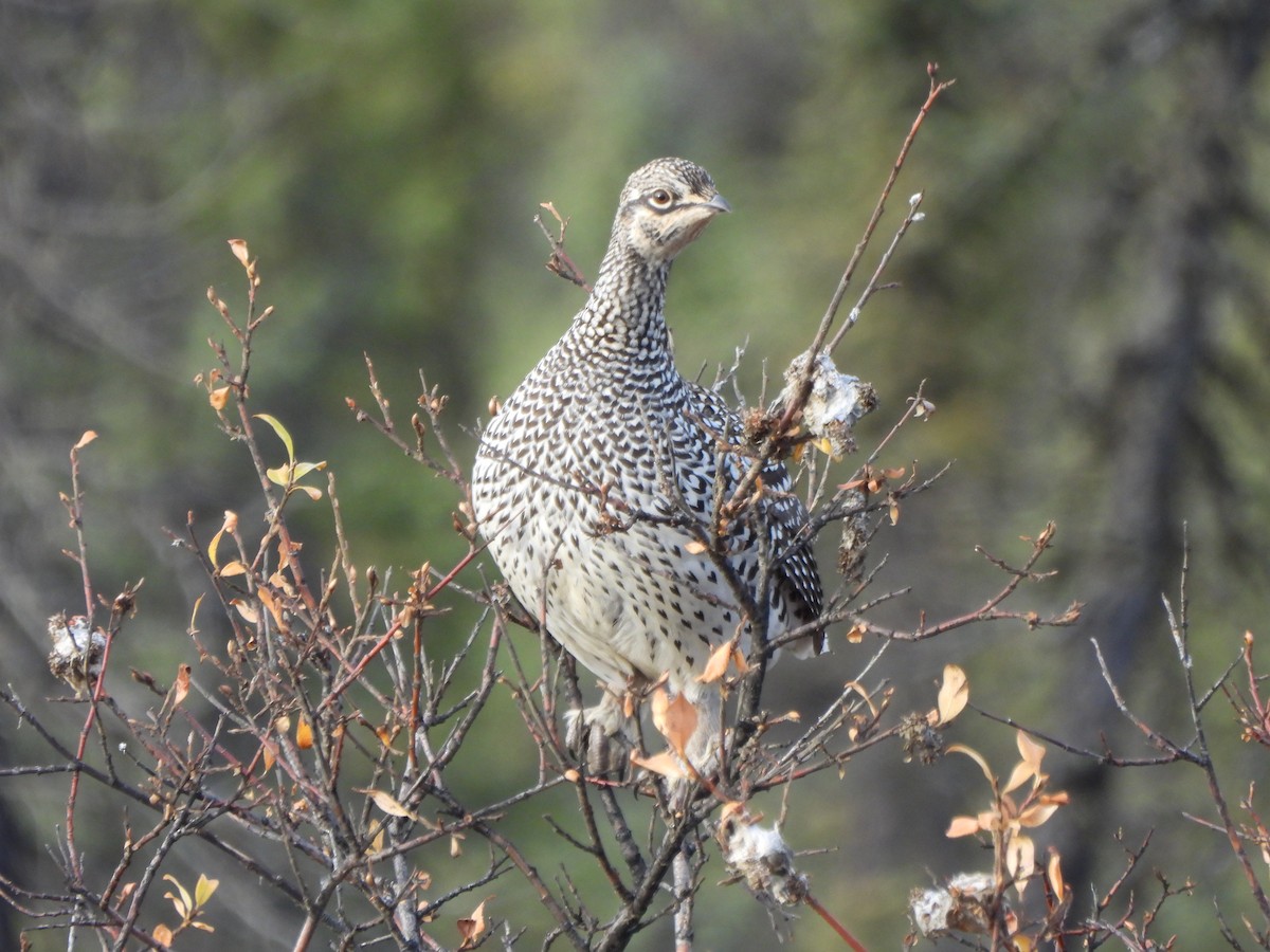ホソオライチョウ - ML624426382
