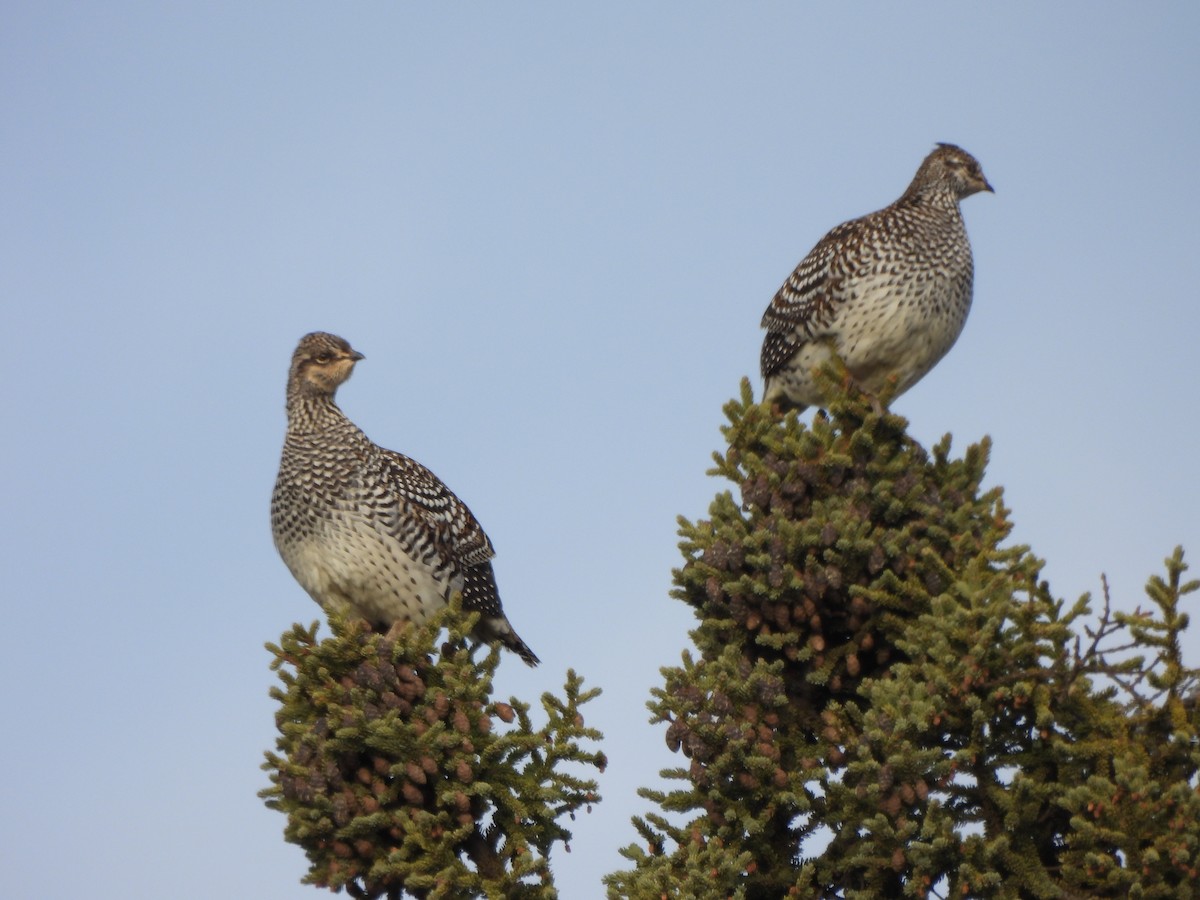 ホソオライチョウ - ML624426393