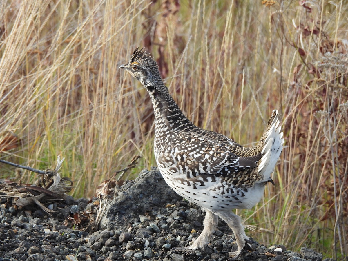ホソオライチョウ - ML624426401