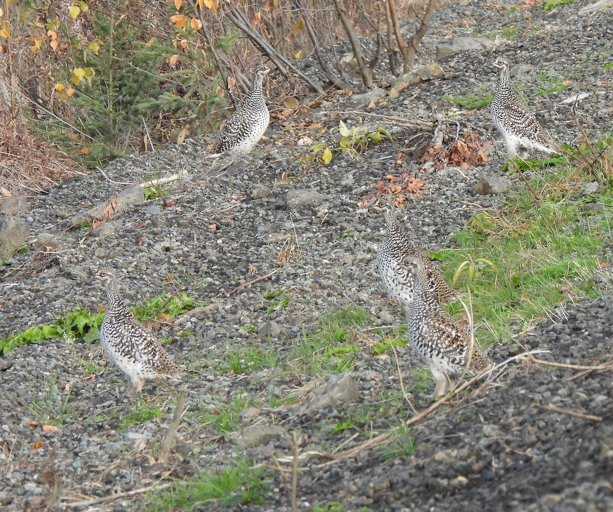 ホソオライチョウ - ML624426412