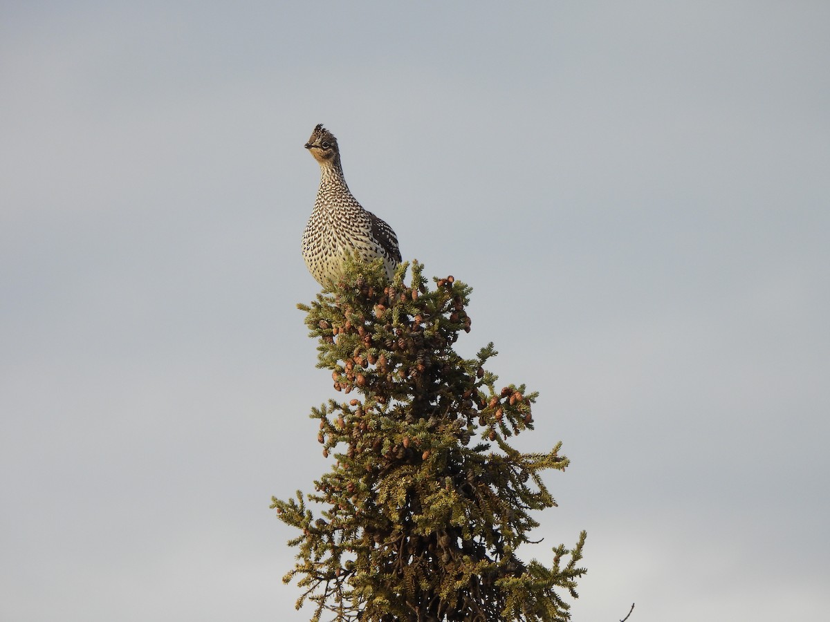 ホソオライチョウ - ML624426413