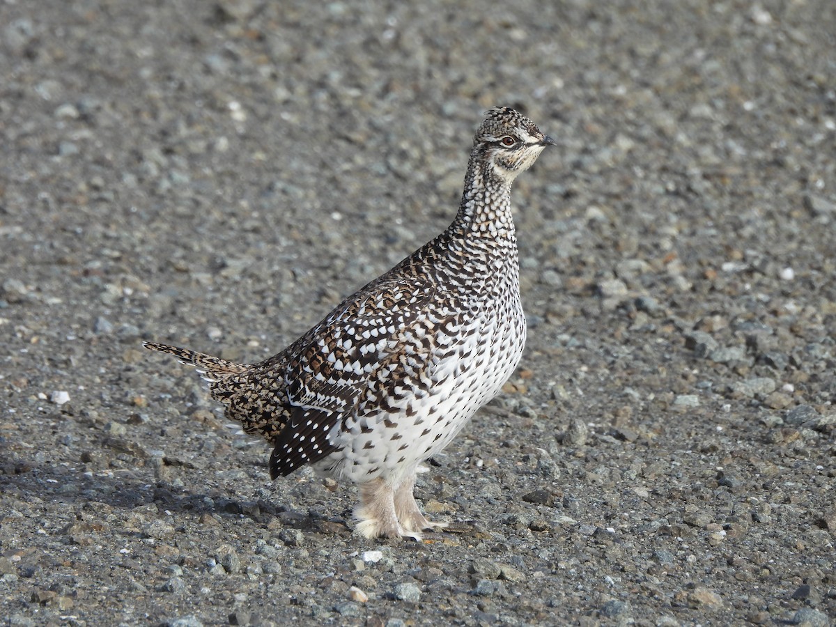 ホソオライチョウ - ML624426423