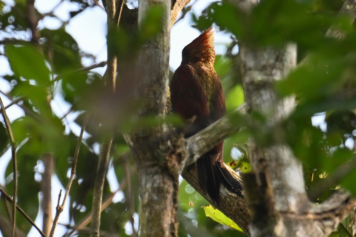 Checker-throated Woodpecker - ML624426424