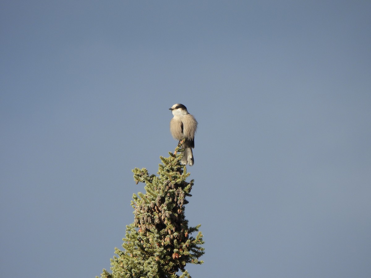 カナダカケス - ML624426448