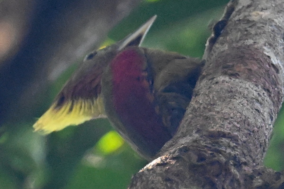 Checker-throated Woodpecker - ML624426449