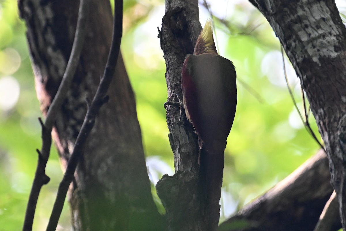 Checker-throated Woodpecker - ML624426450