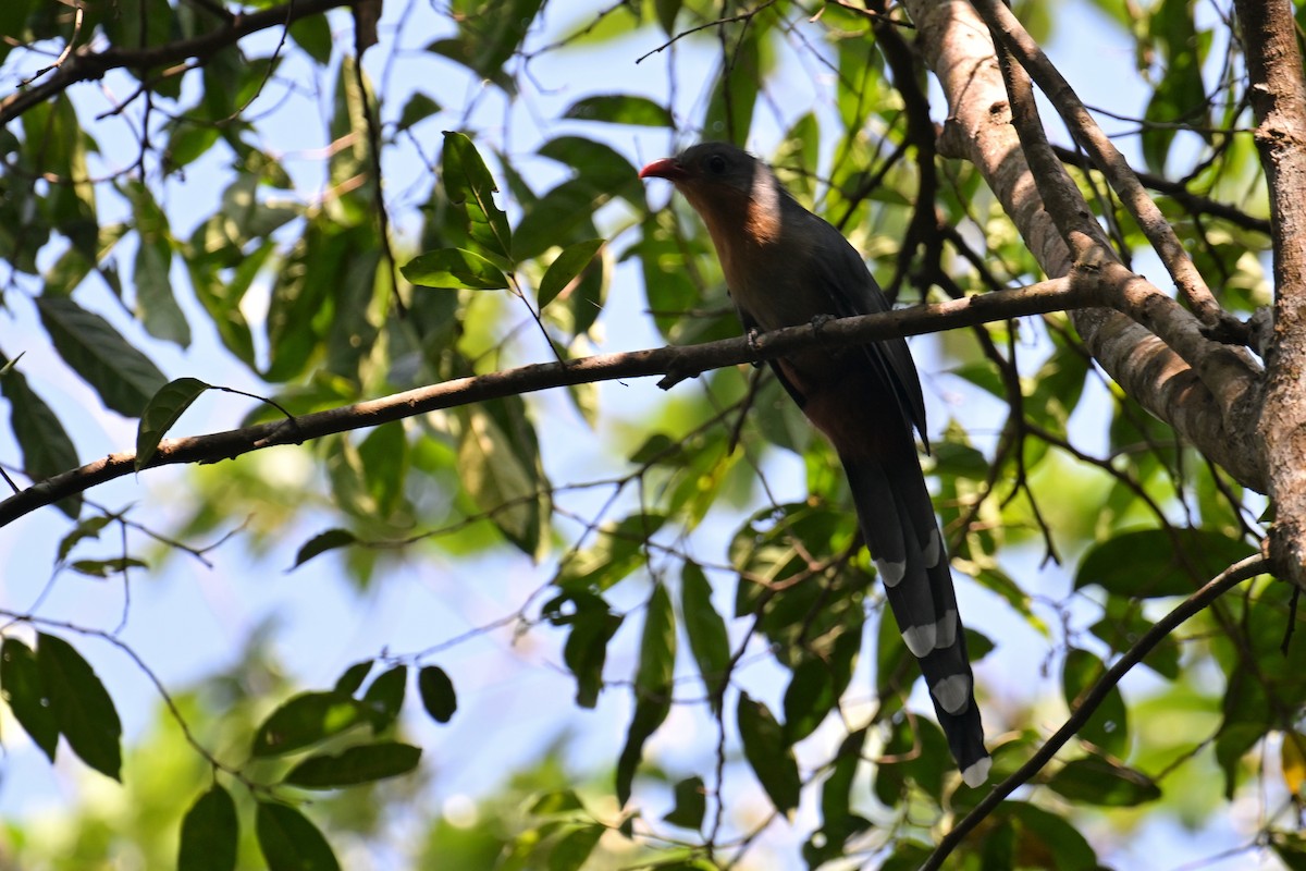 Red-billed Malkoha - Ting-Wei (廷維) HUNG (洪)