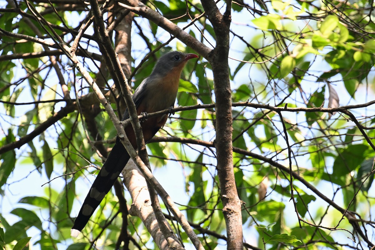 Red-billed Malkoha - ML624426457