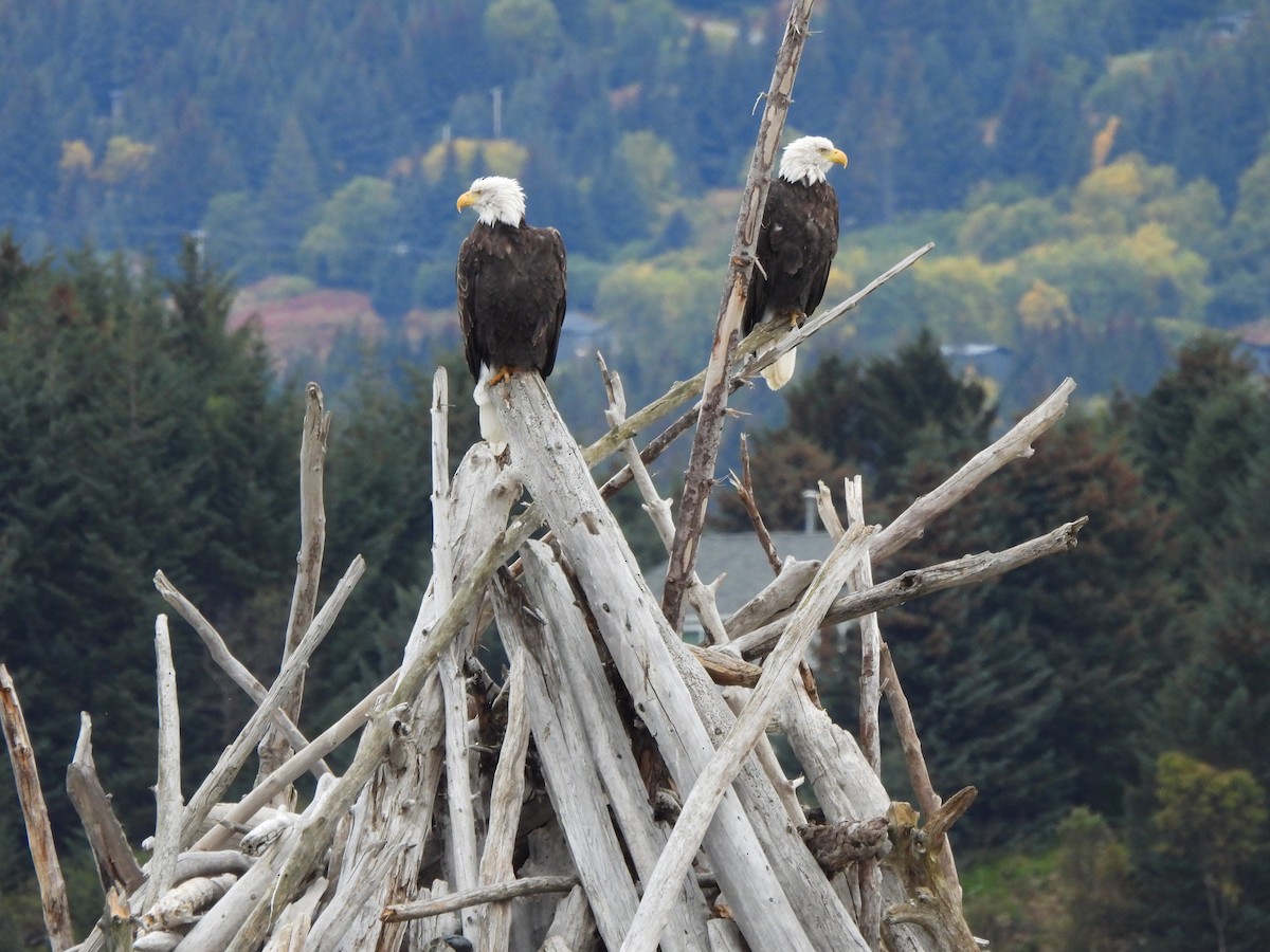 Bald Eagle - ML624426487