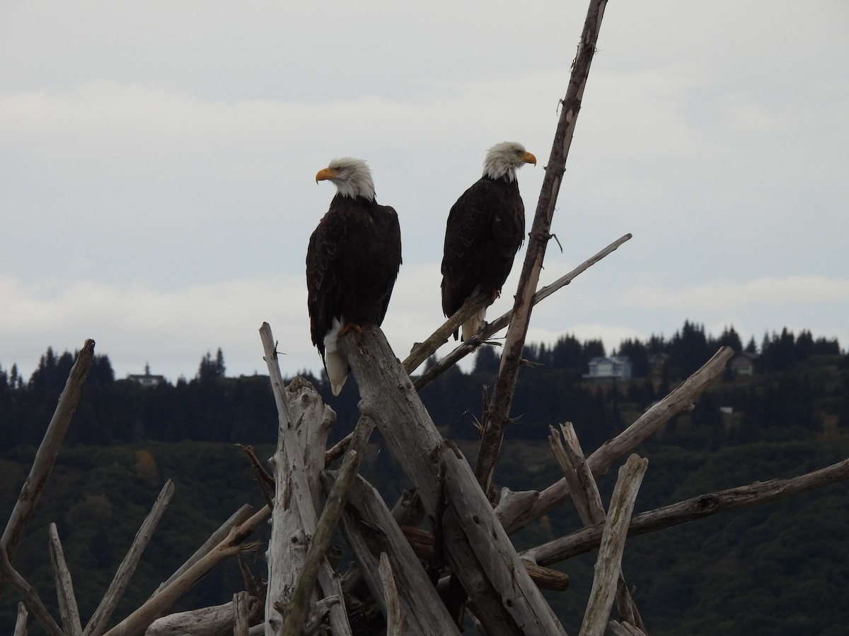 Bald Eagle - ML624426491
