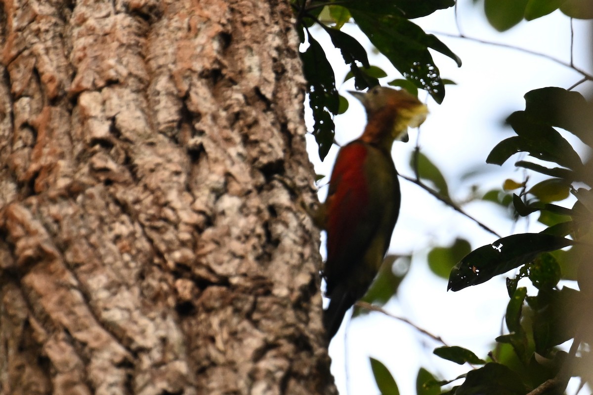 Checker-throated Woodpecker - ML624426499