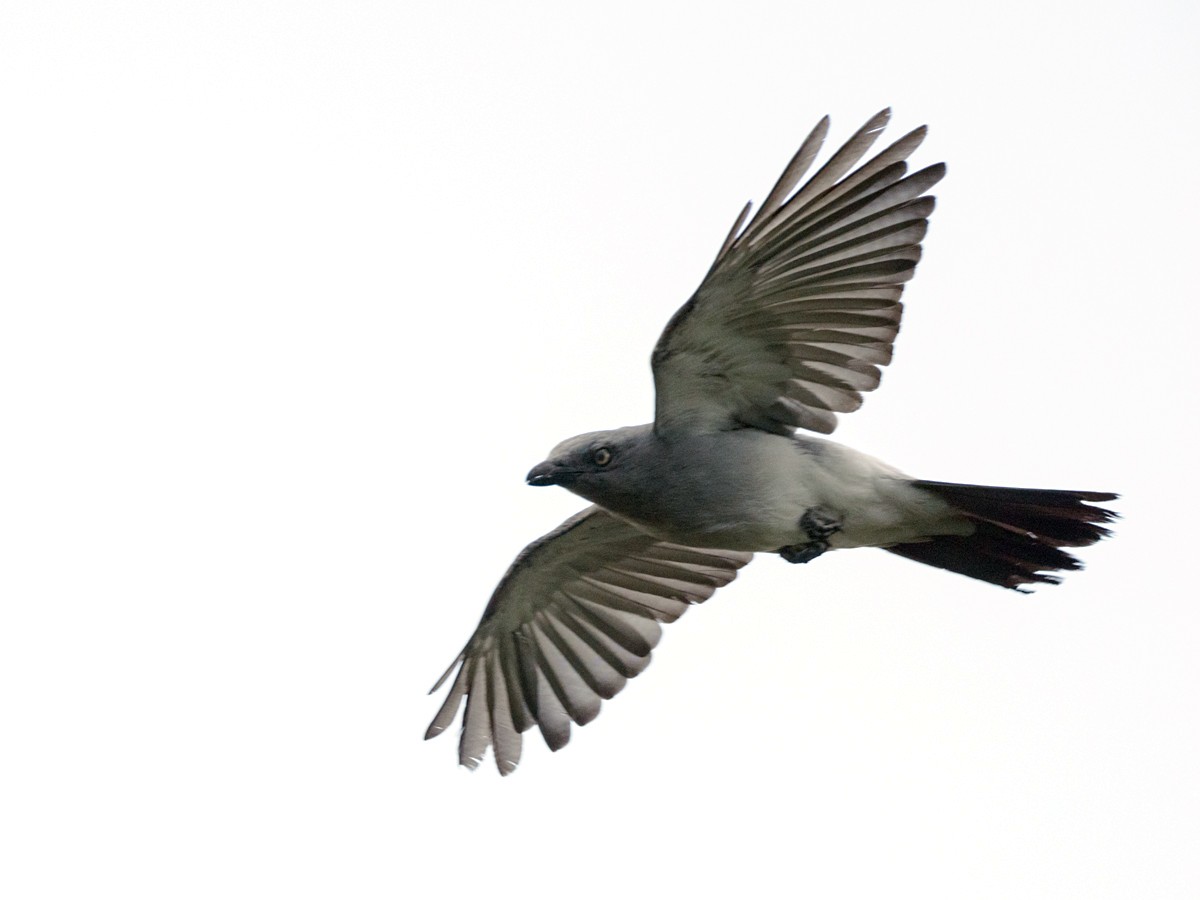 White-rumped Cuckooshrike - ML624426520