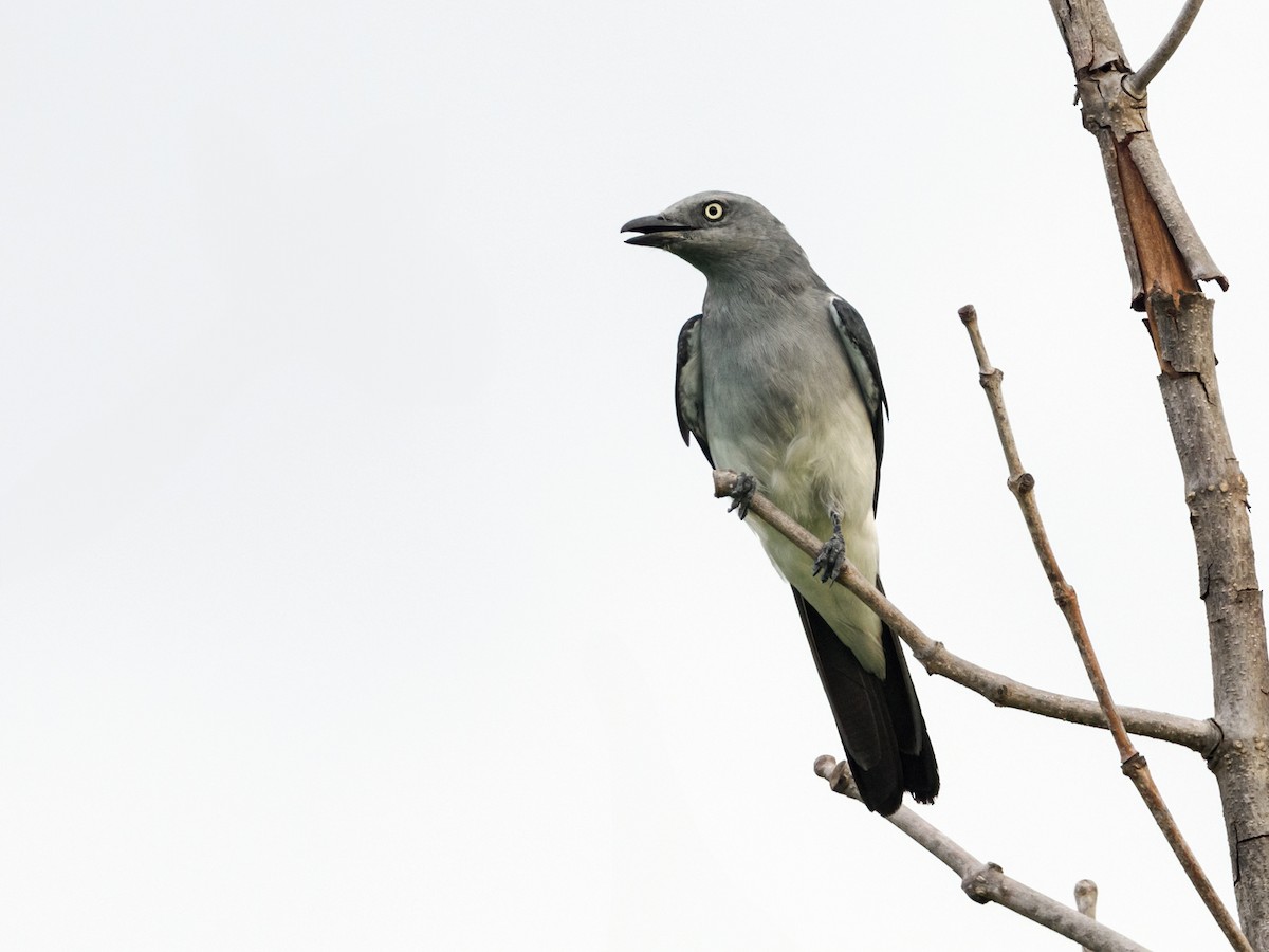 White-rumped Cuckooshrike - ML624426521