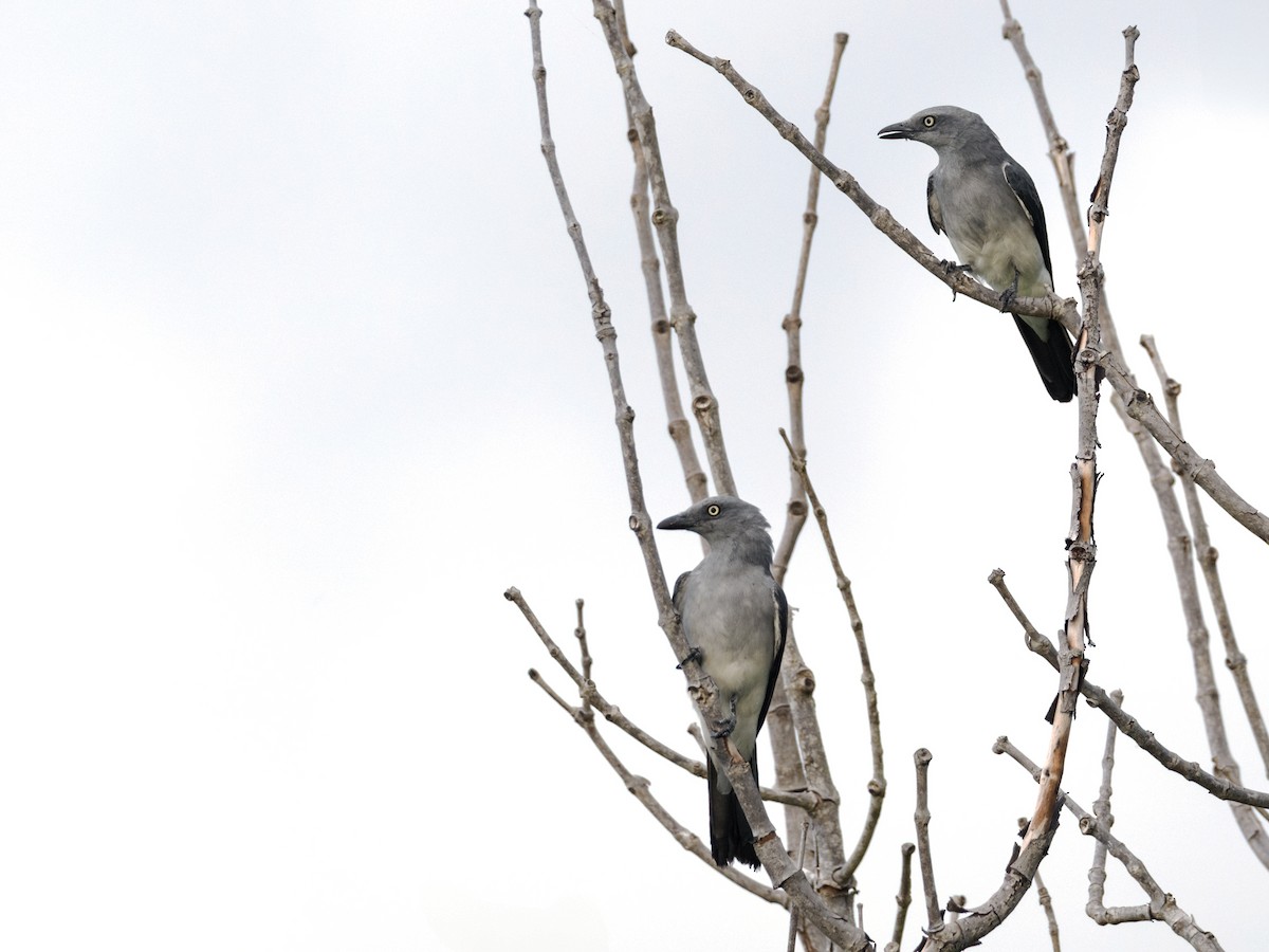 White-rumped Cuckooshrike - ML624426522