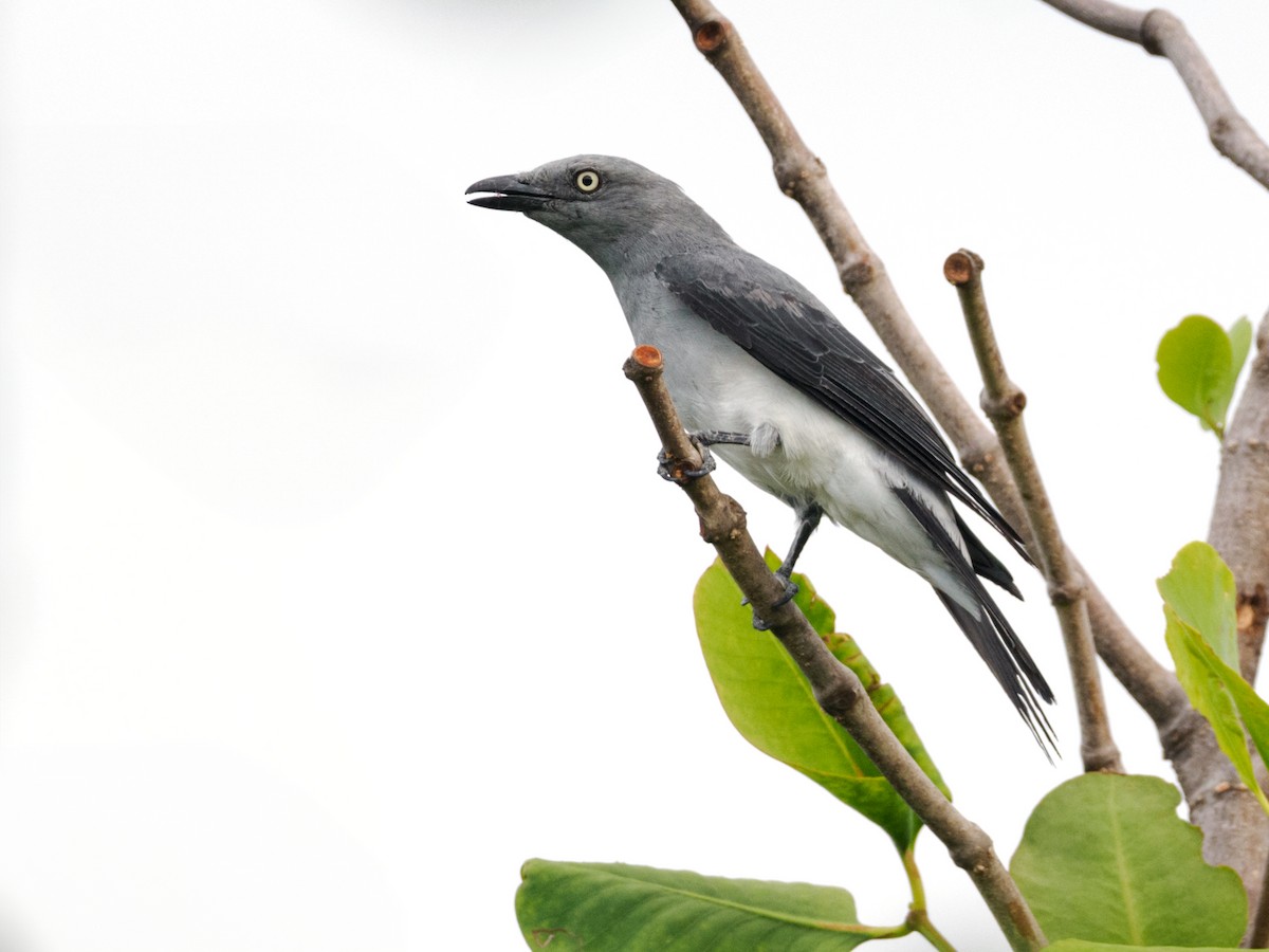 White-rumped Cuckooshrike - ML624426523