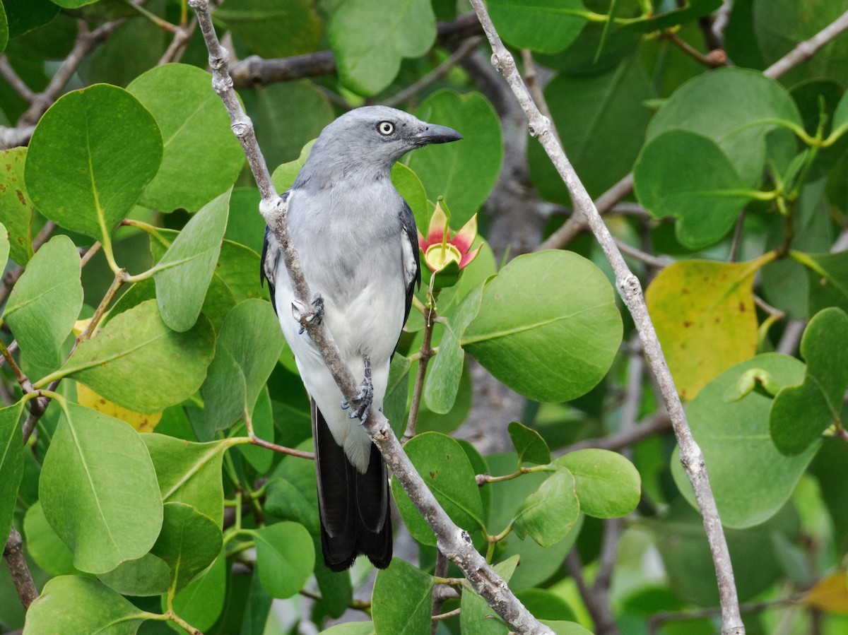 White-rumped Cuckooshrike - ML624426532