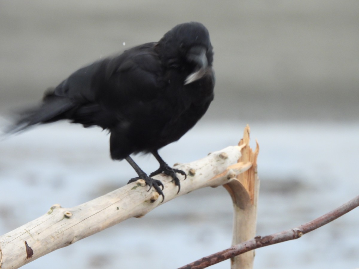American Crow - ML624426533