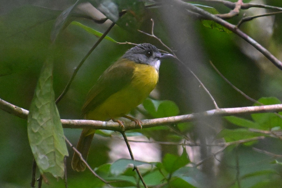 Yellow-bellied Bulbul - ML624426604