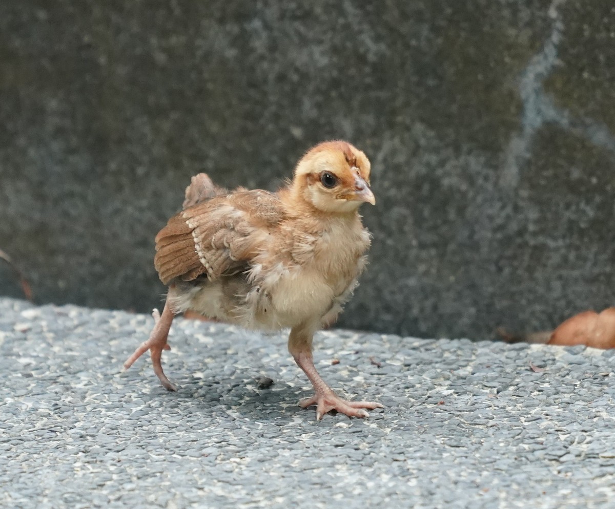 Red Junglefowl (Domestic type) - ML624426727