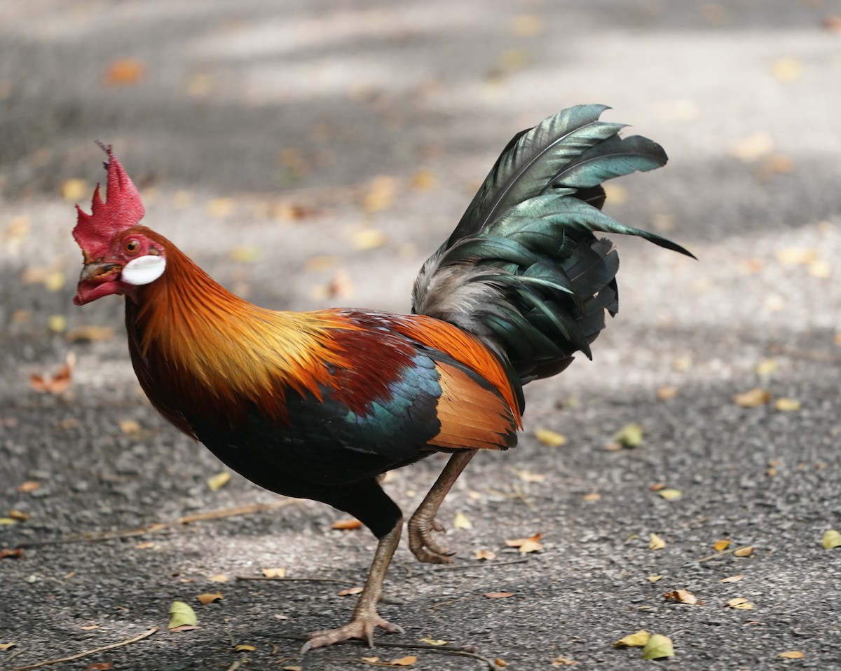 Red Junglefowl (Domestic type) - ML624426728